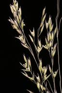 Image result for Brachythrix glomerata