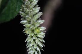 Image result for Achyranthes aspera