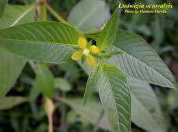 Image result for Ludwigia octovalvis