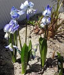 Image result for Scilla benguellensis