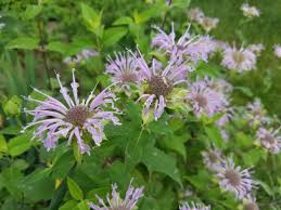 Image result for Isoglossa laxiflora