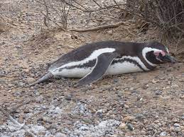 If it looks like a duck, swims like a duck, and quacks like a duck, then it probably is a duck. Lateralization Handedness In Magellanic Penguins Peerj