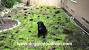 Outdoor Dog Potty Area