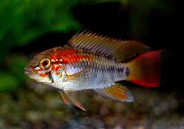 Apistogramma Macmasteri Nordiska Ciklidsallskapet Artregister Aquarium Fish Freshwater Aquarium Cichlids