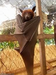 The Giant Golden Crowned Flying Fox Is One Of The Largest Bats In The World Weighing In At Up To 2 5 Pounds With A Wing Span Of As Fox Bat Cute