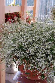 Image result for Euphorbia hypericifolia