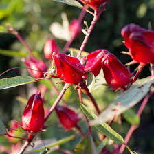 Image result for Hibiscus reekmansii