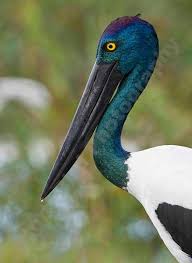 Jabiru Black Necked Stork Ephippiorhynchus Asiaticus Also Australian Australian Native Animals Pet Birds Australian Birds