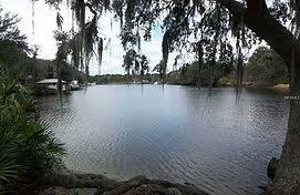 Image result for Alafia caudata