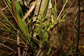Image result for Lindsaea ensifolia
