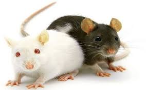 سبب وجود الفئران في البيت مسلسلات
