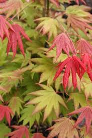 Moonrisetm Maple Tree Acer Plants Plant Nursery