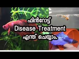 How To Treat Betta And Guppies For Fin Rot Disease Malayalam Youtube