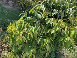 Image result for Lasianthus kilimandscharicus