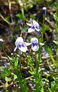 Image result for Lindernia monroi