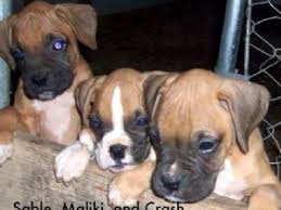 Последние твиты от boxer puppies (@puppiesboxer). Boxer Puppies For Sale