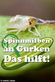 Spinnmilben An Gurken Im Gewachshaus Was Tun In 2020 Spinnmilben Gurken Im Gewachshaus Gurke