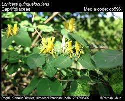 Image result for Caprifoliaceae