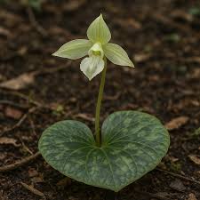 Image result for Nervilia renschiana