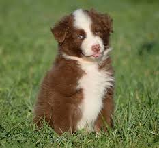 Australian shepherd puppies are great for active families or people who love the outdoors. Cowboy Australian Shepherd Puppy 653745 Puppyspot