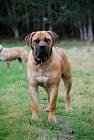 Boerboel: Dangerous Dog or Great Family Pet?