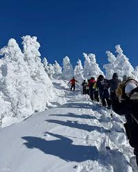 Image result for Hakkoda Walk