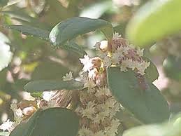 Image result for Myrsine