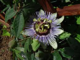 Image result for Basananthe longifolia