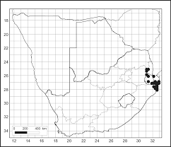 Image result for Putterlickia verrucosa