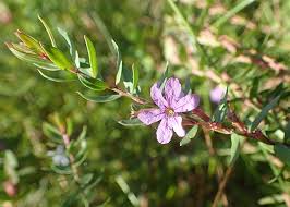 Image result for Lythrum rotundifolium