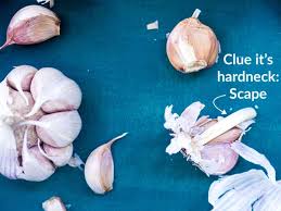 By visiting this site you have already taken the first step to starting your own agricultural venture. How And Where To Buy Hardneck Garlic To Eat Garlic Delight