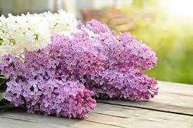 Lilac Flower Etymology Best Flower Wallpaper
