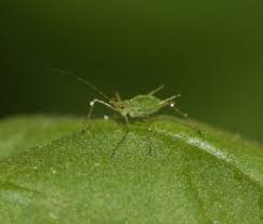 Create an environment that will promote healthy plants. Basil Diseases And Pests Description Uses Propagation
