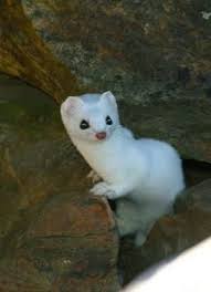 Ermine Cute Wild Animals Cute Animals Ermine