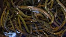 Hasil carian imej untuk TIPS SUKSES PEMBIBITAN BELUT DILAHAN SEMPIT