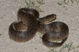 Maybe you would like to learn more about one of these? Florida Green Watersnake Florida Backyard Snakes