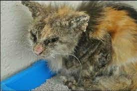 Ubat krim kurap mujarab bertindak sepantas 2 jam selepas sapuan pertama. Krim Rawatan Kulit Dan Badan Ozpure Ubat Kurap Kucing Paling Mujarab Ramai Tak Tahu