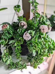 Image result for hoya plant flower