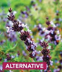 Cancel anytime · free mobile app · form search engine Regional Picks Alternatives To Invasives Southern California Finegardening