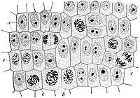 Four cells with half the genetic. Cell Cycle Wikipedia
