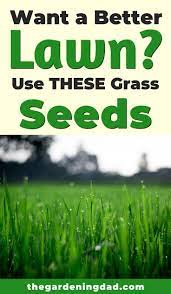 Pin On Garden Yard Ideas
