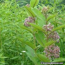Common Milkweed Seeds Milkweed Seeds Asclepias Milkweed