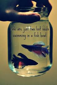 Pin By House Of Blues On Lost In Lyrics Pink Floyd Fish Cool Fish