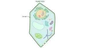 Maybe you would like to learn more about one of these? What Structure Protects Plant Cells From Damage And Helps Them Maintain Their Shape Hint This Structure Is Not In Animal Cells Draw It To Know It