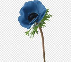 We did not find results for: Getty S Graphy Green Purple Blue Plant Stem Flower Png Pngwing