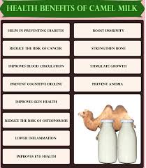Health benefits of camel milk quick facts. Camel Milk In Singapore Shifa Importers Photos Facebook
