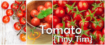 The key dates for sowing and planting out tiny tim tomato seeds are given below. Tomato Tiny Tim Determinate Seedsnow Com