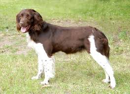 Image result for bretanský dlouhosrstý ohař