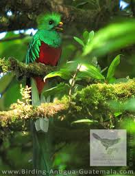 To help the conservation of the forest, the area has been declared private nature. Birding Weekend Trip From Antigua Guatemala With Knut Eisermann And Claudia Avendano