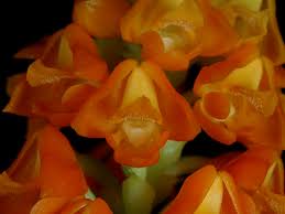 Image result for Polystachya fallax